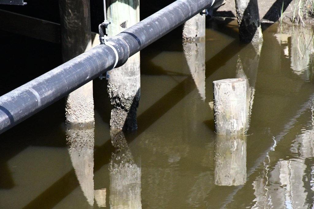 Close-up of deteriorating wooden bridge pilings standing in shallow water.