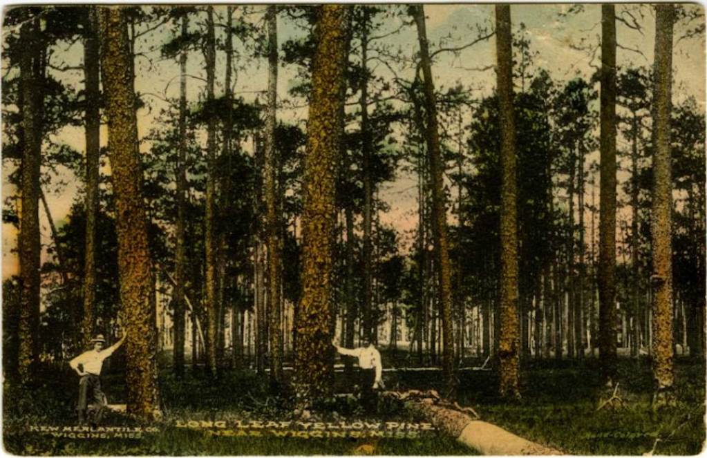 A postcard illustration of a forest, with two men standing near trees and posing against them.