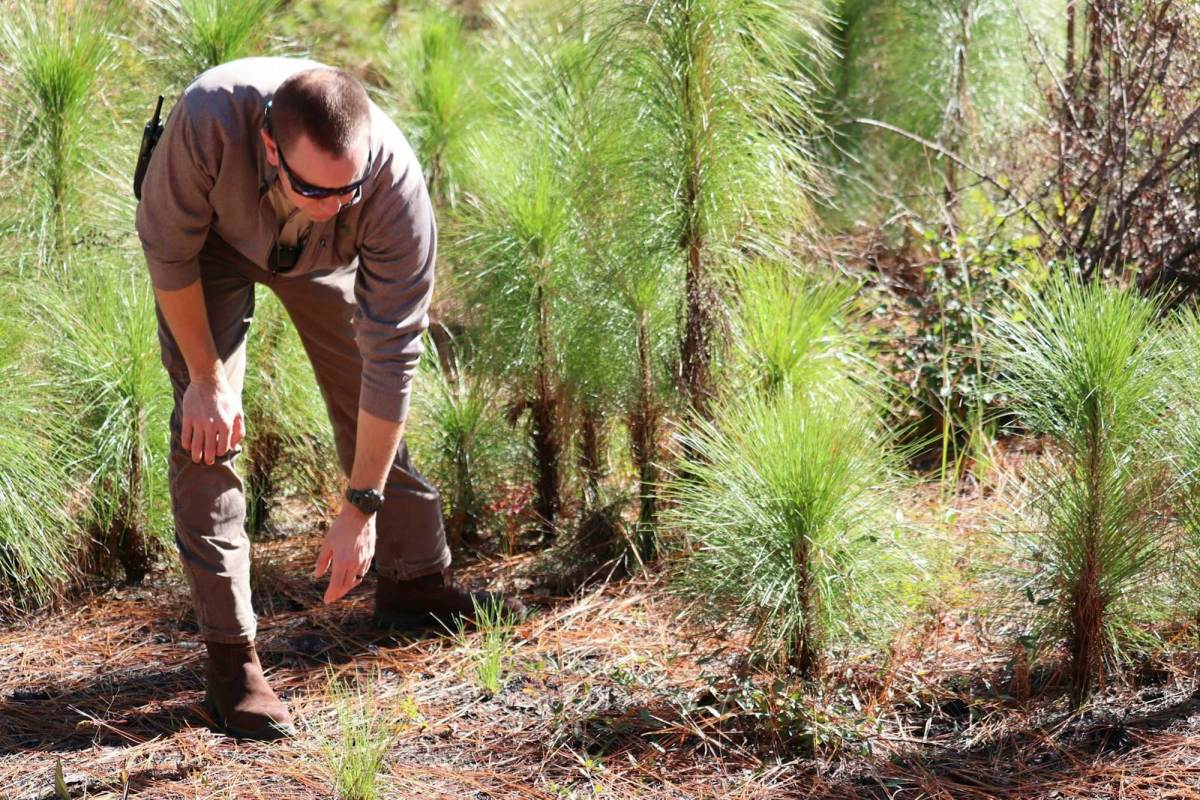 A man bending down and examining young pine trees on the ground