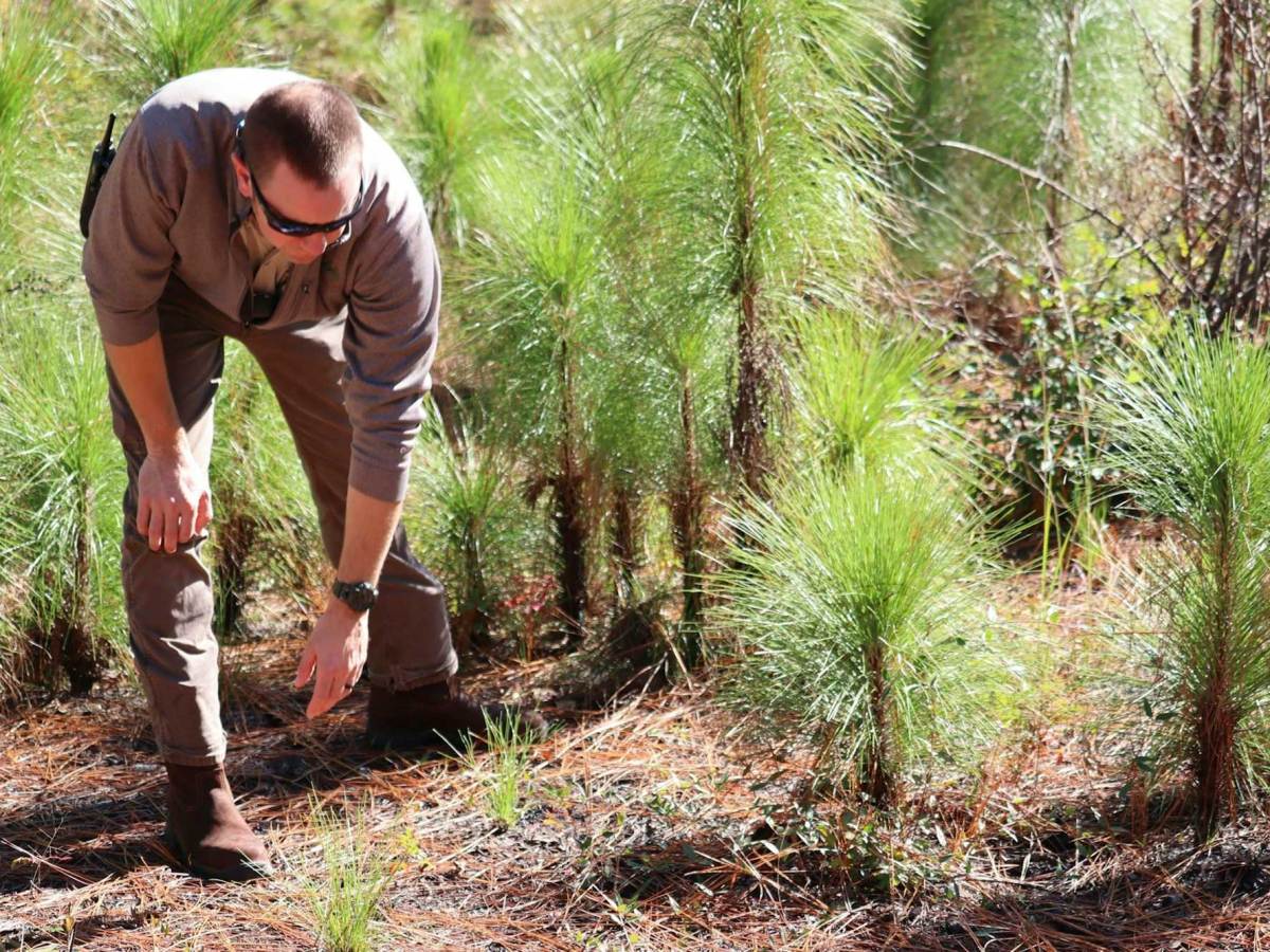 A man bending down and examining young pine trees on the ground