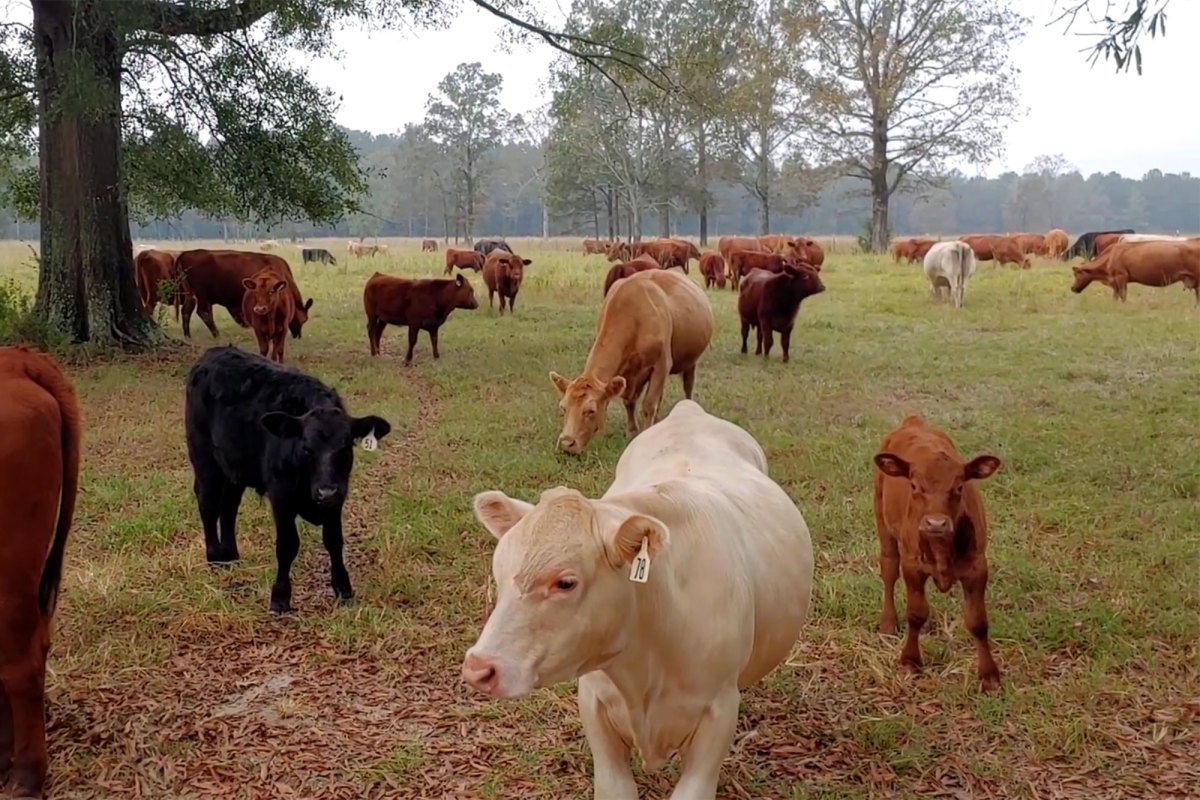 Cattle stand and graze in a grassy pasture.