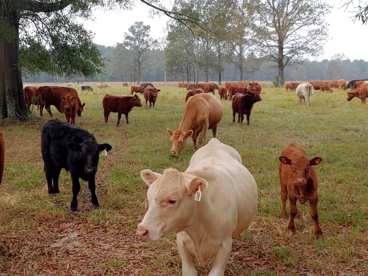 Cattle stand and graze in a grassy pasture.
