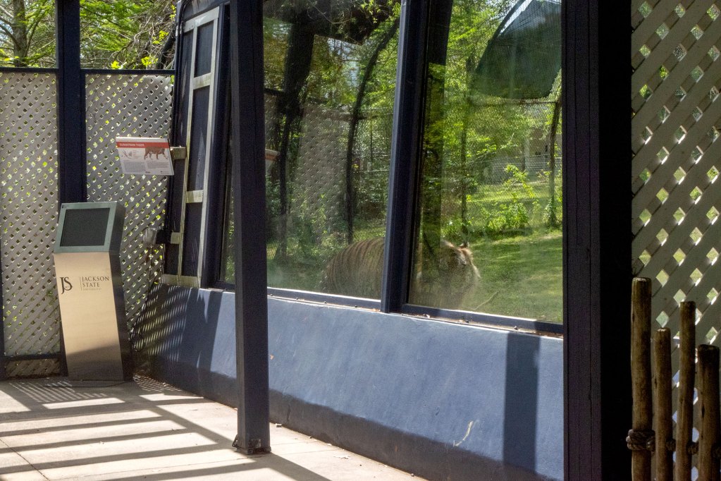 A tiger walks behind the window of its enclosure in front of an empty viewing area.