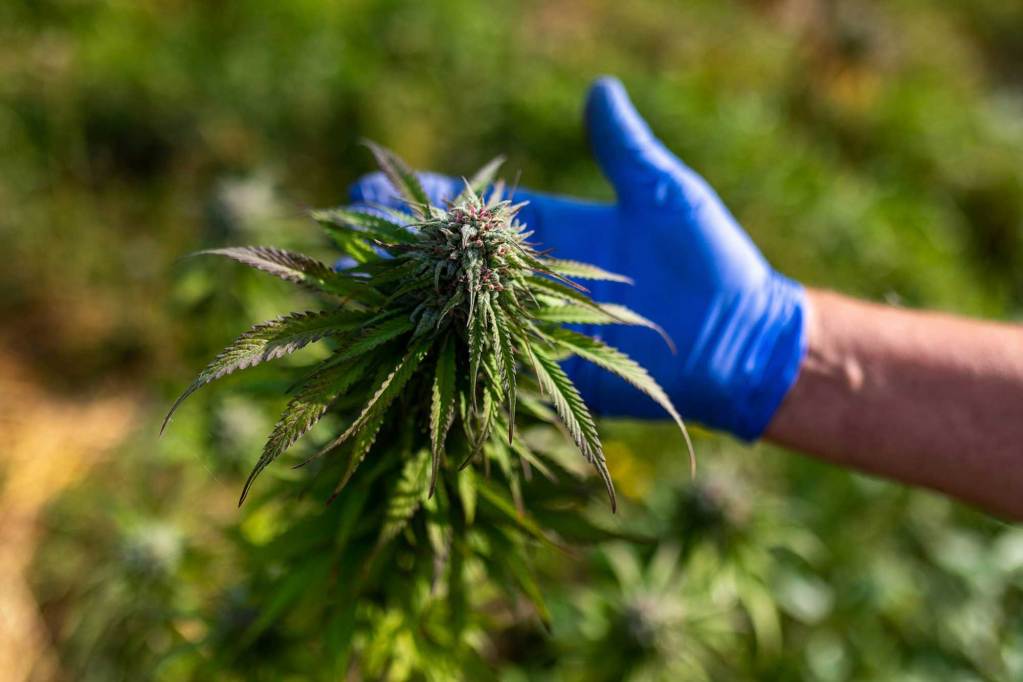 A blue-gloved hand holding a cannabis plant.