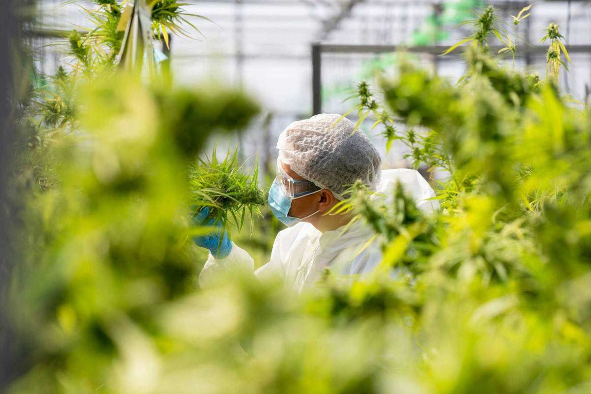 A man wearing a face mask and hair cap looking at a plant.
