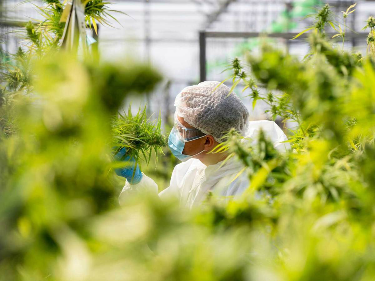 A man wearing a face mask and hair cap looking at a plant.