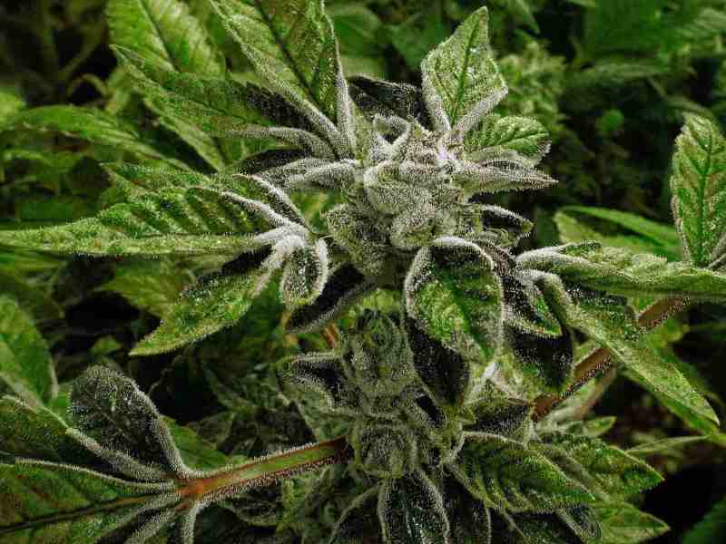 A closeup of a green budding marijuana plant covered in small white crystals