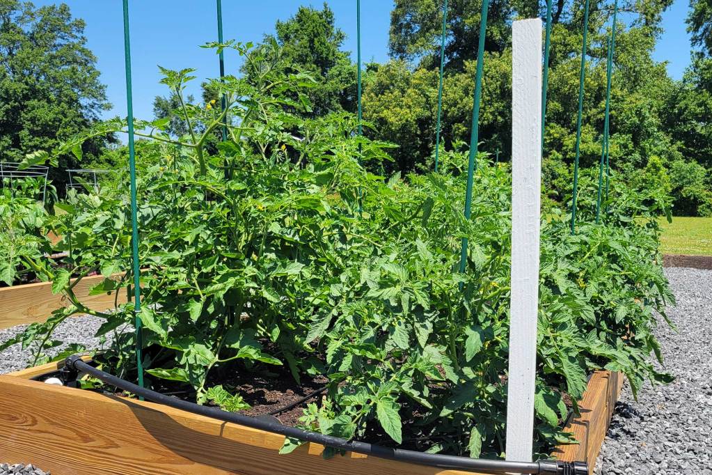 Raised garden beds filled with gall green plants staked with green poles