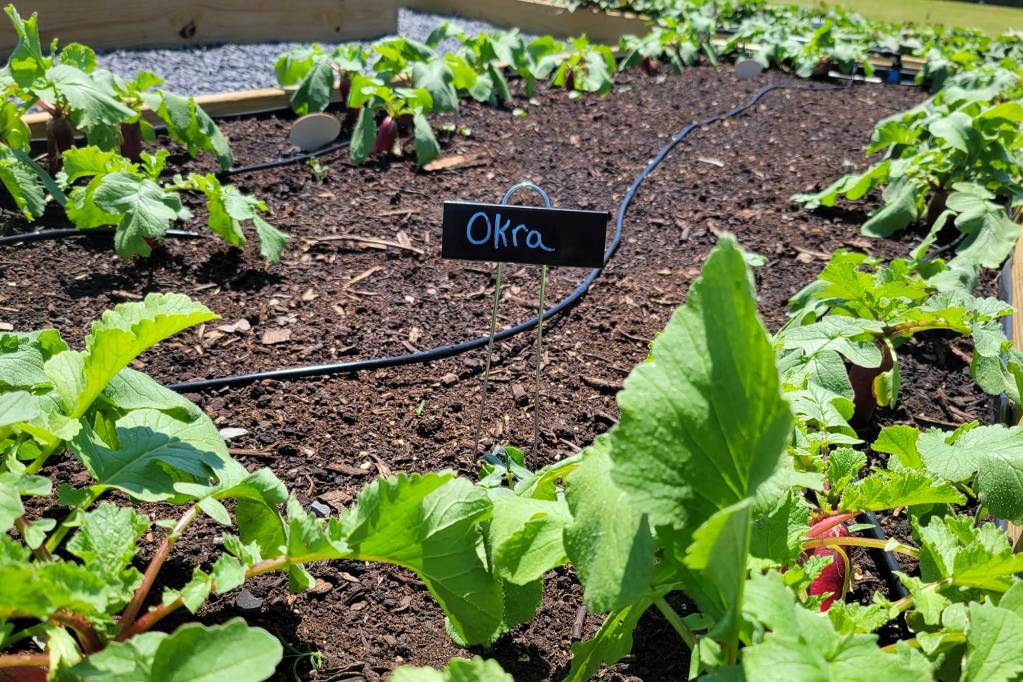 Young plants in a garden labeled Okra