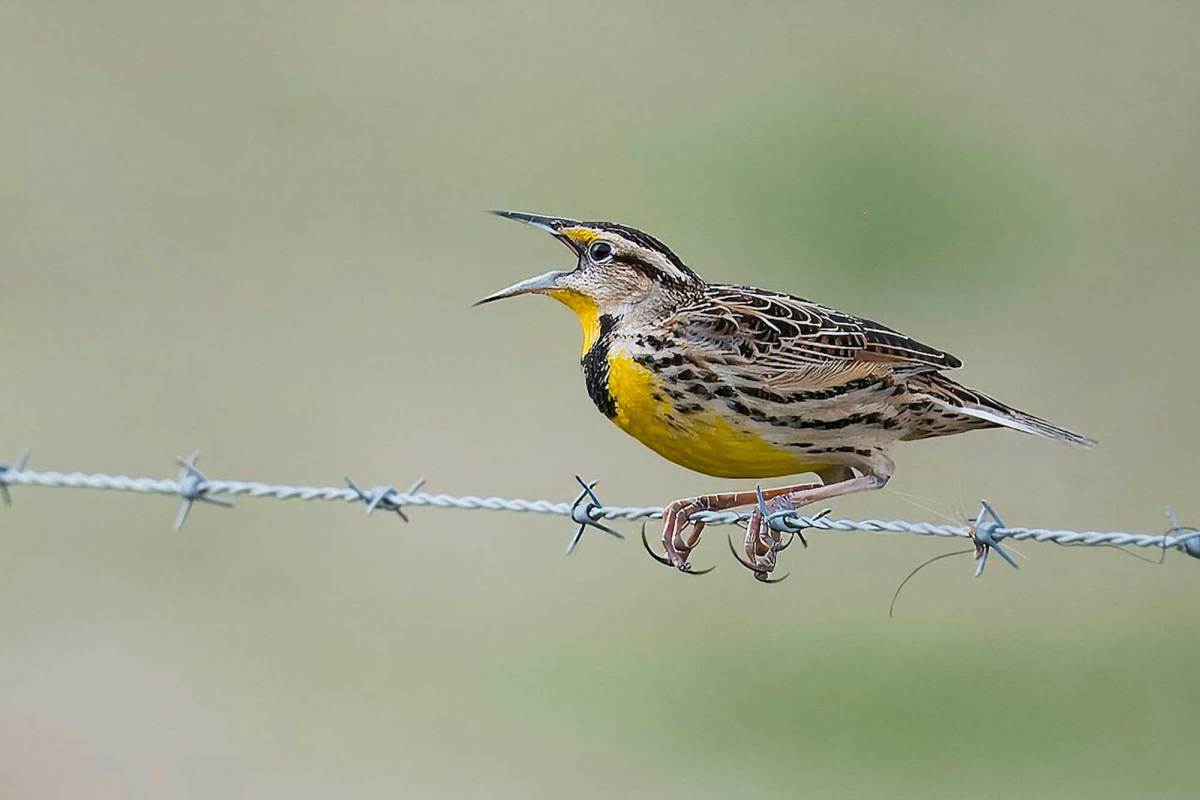 A yellow-and-brown bird gripped onto a line of barbed wire.