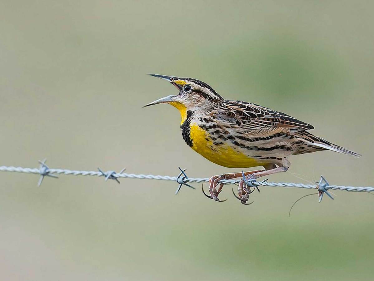 A yellow-and-brown bird gripped onto a line of barbed wire.