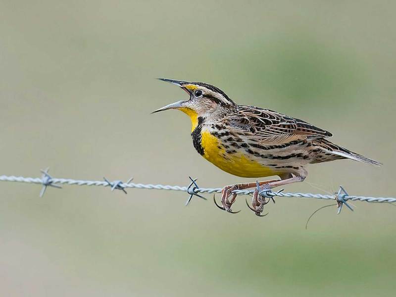A yellow-and-brown bird gripped onto a line of barbed wire.