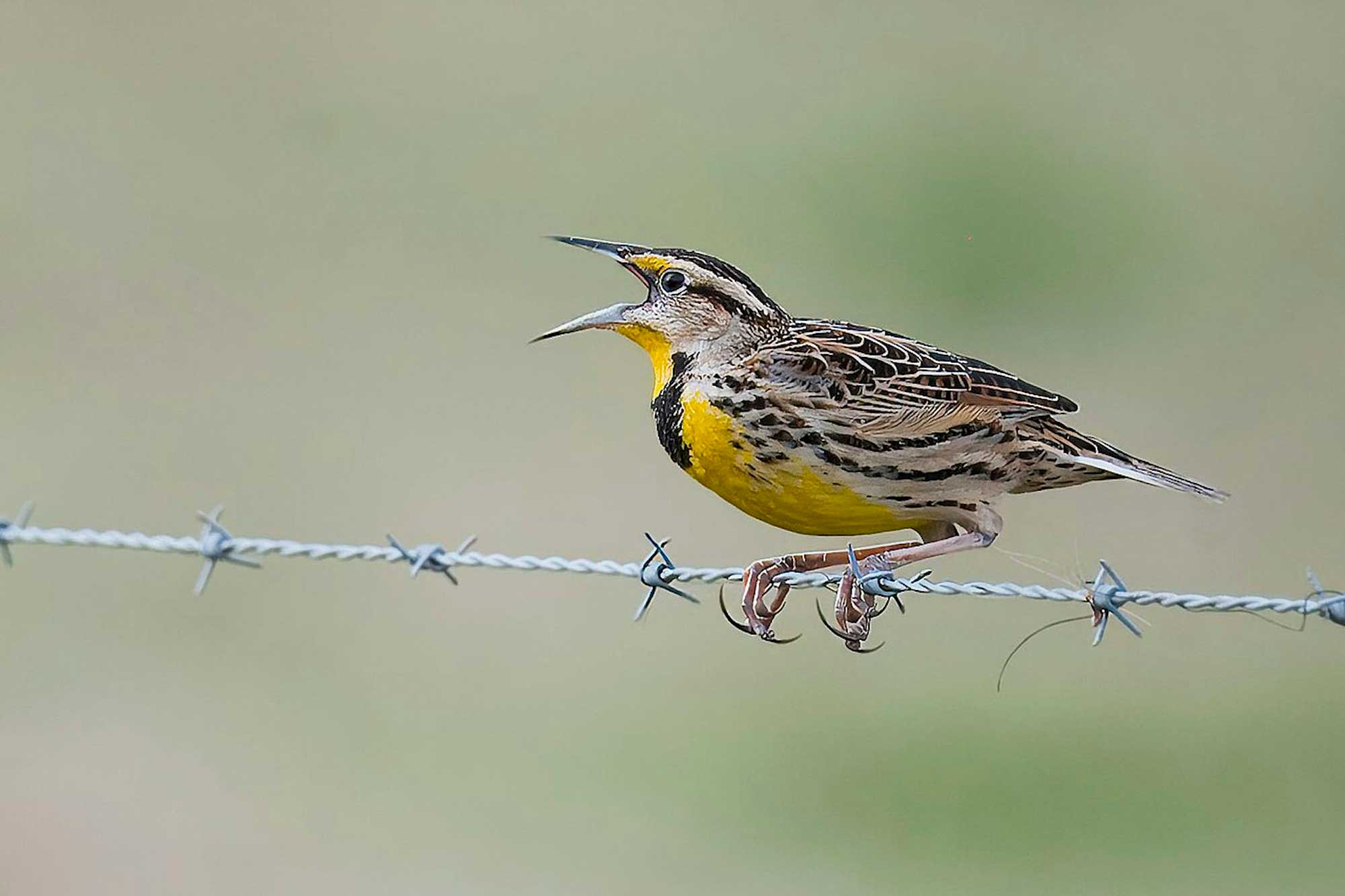 Opinion | Bird Losses Are Accelerating Across North America