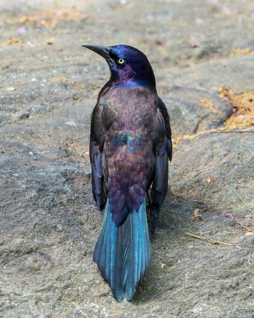 A bird with a blue tail and iridescent purple feathers standing on the ground.