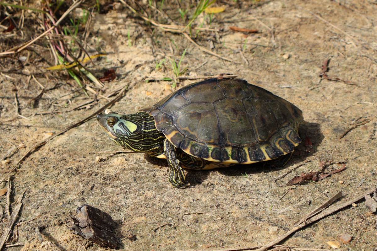 Plan to Restore Pearl River Map Turtle Population Would Take Decades