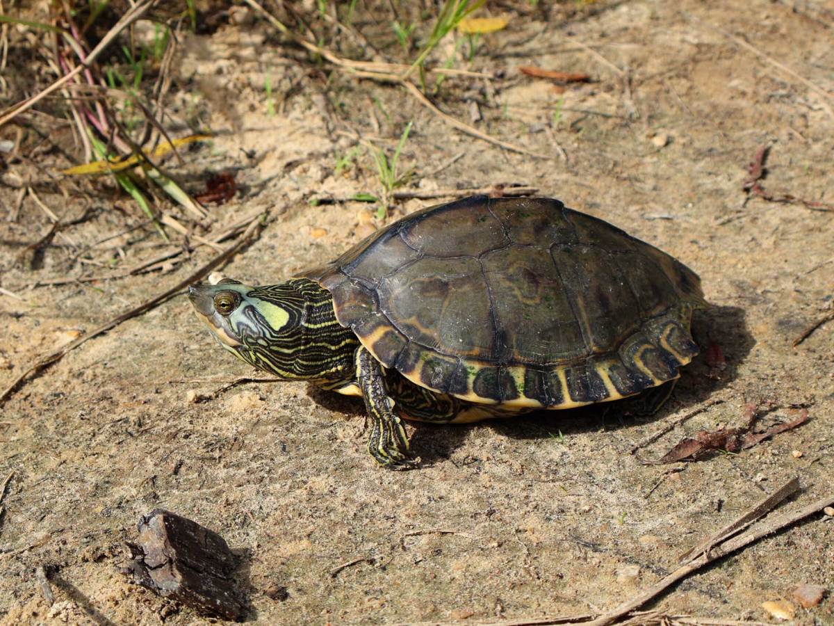 Plan to Restore Pearl River Map Turtle Population Would Take Decades