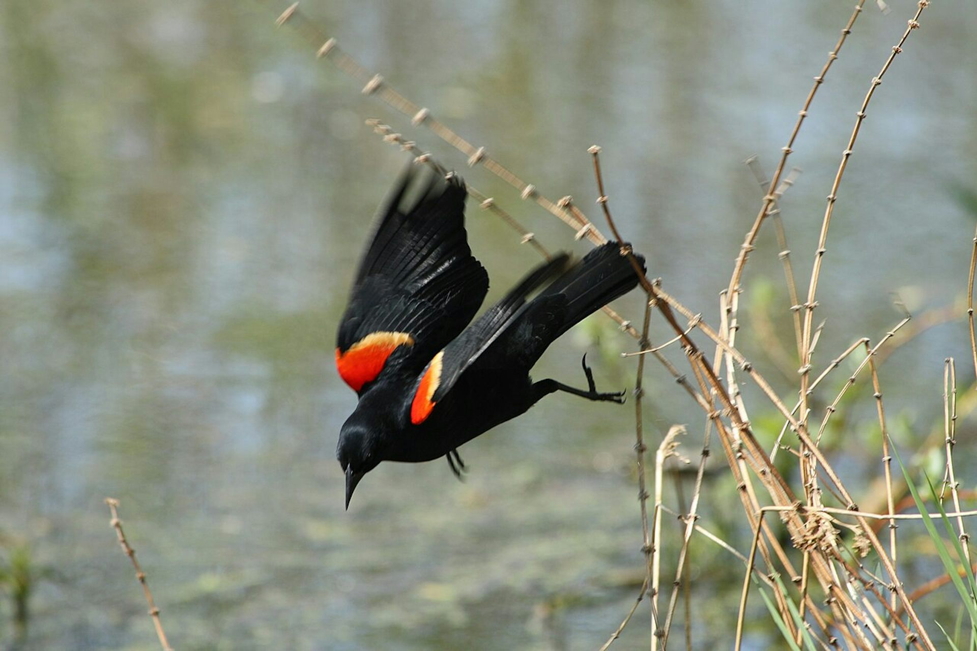 A bird with bright red spots on its wings closest to its body takes off from a twig