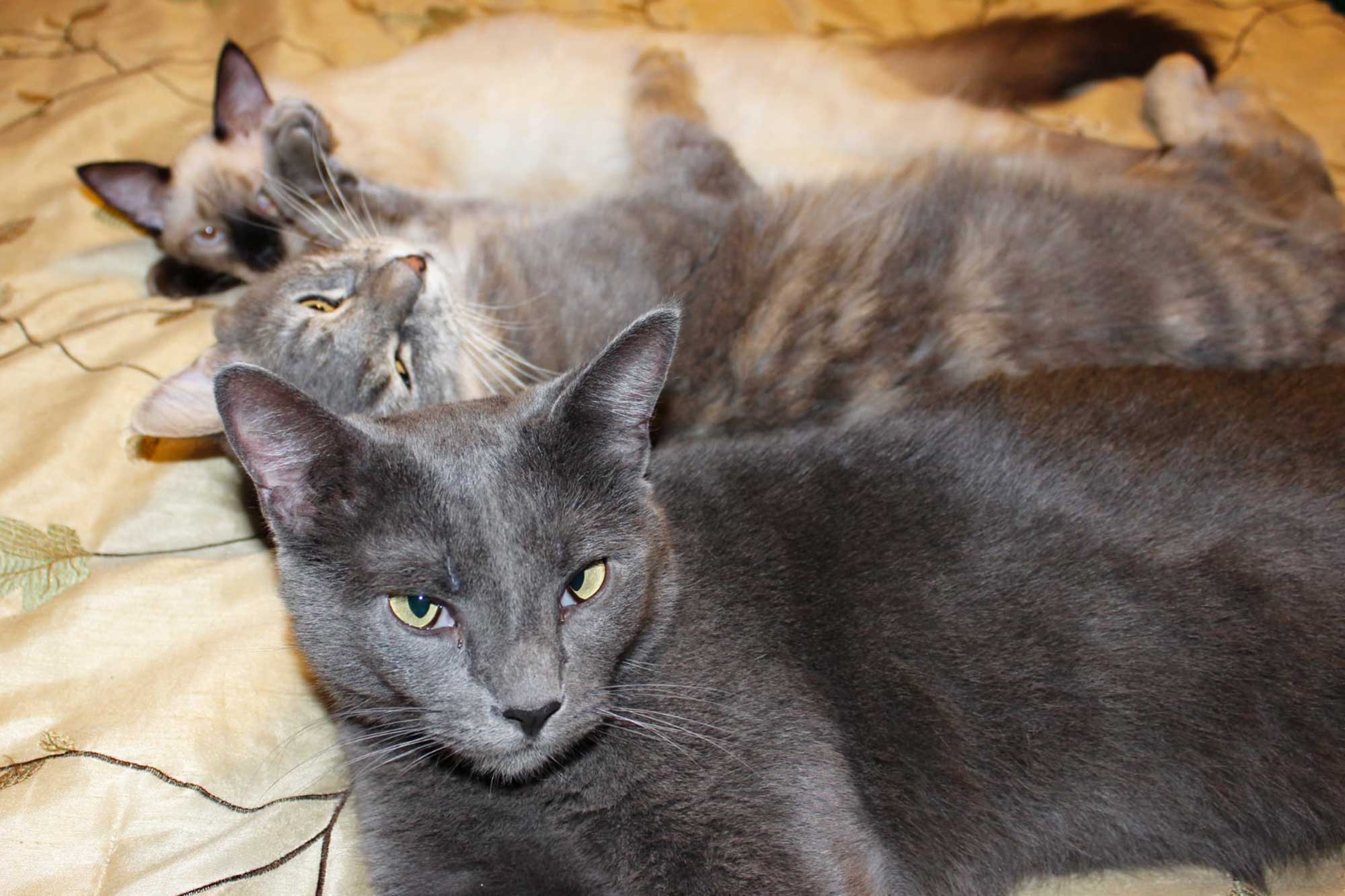Editor’s Note | Family Pets’ Passings Help Us Practice Grief